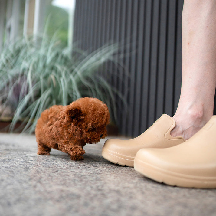 Bella Poodle Puppy - Image 3