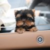 Suzie Yorkie puppy