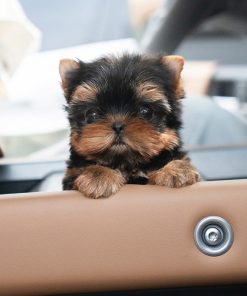 Suzie Yorkie puppy
