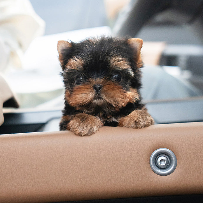 Suzie Yorkie puppy