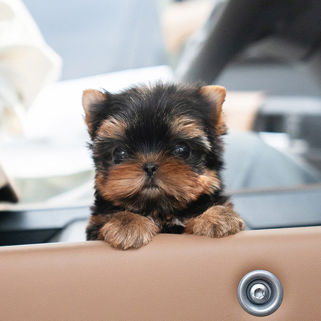 Suzie Yorkie puppy - Image 3