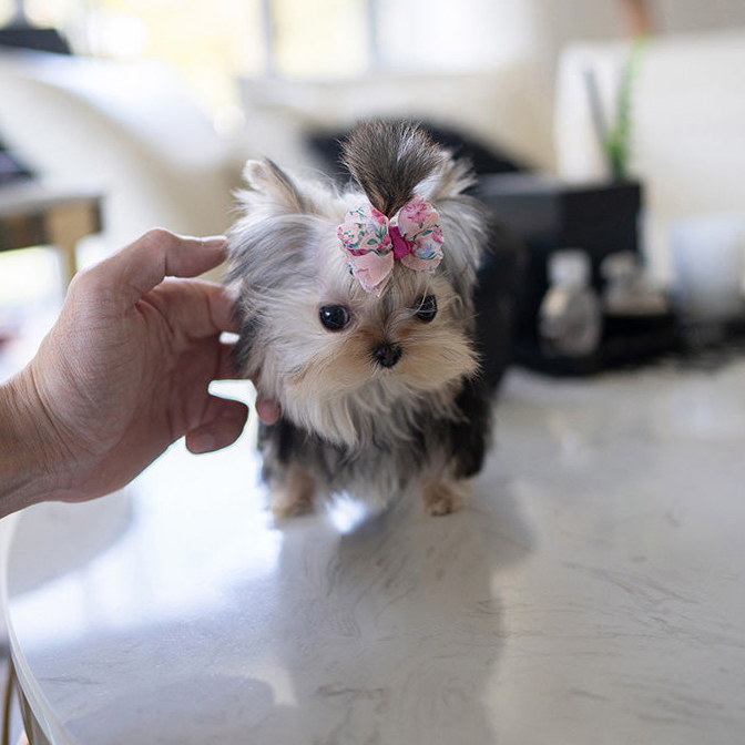 Sam Yorkie puppy - Image 3
