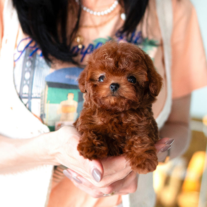 Daisy Poodle Puppy - Image 4