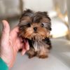 Sam Yorkie puppy