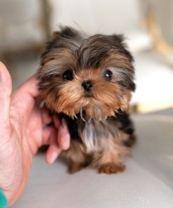 Sam Yorkie puppy