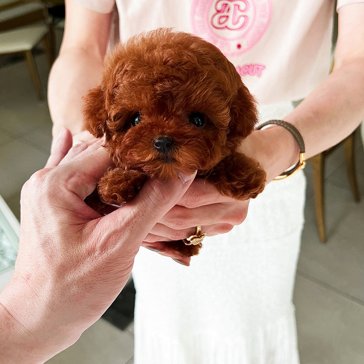 Charlie Poodle puppy - Image 3