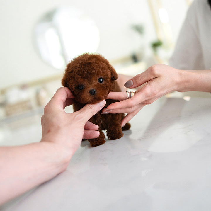 Max Poodle Puppy - Image 4
