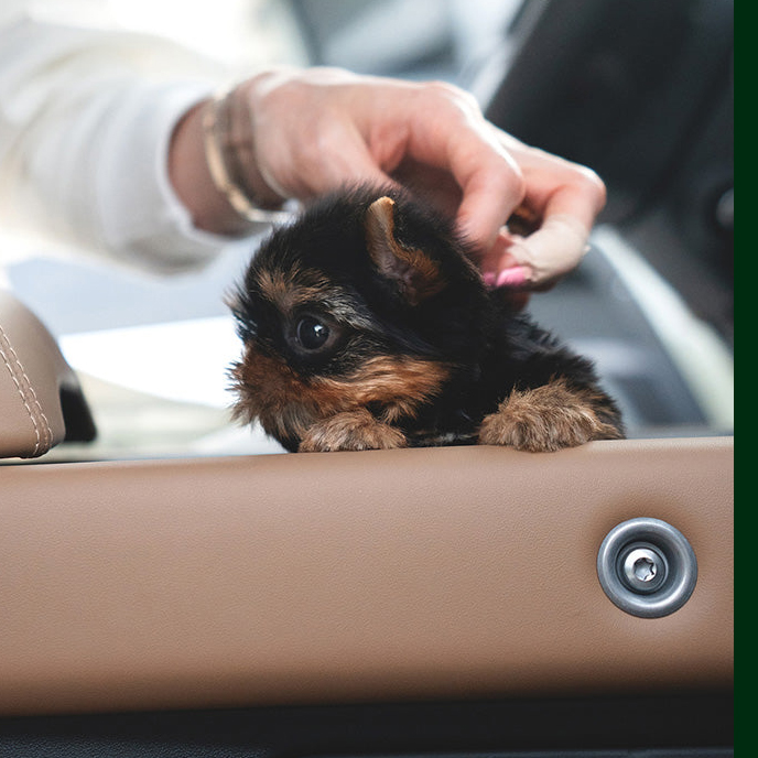Suzie Yorkie puppy - Image 4