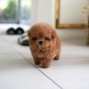 Oliver Poodle puppy