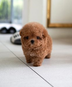 Oliver Poodle puppy