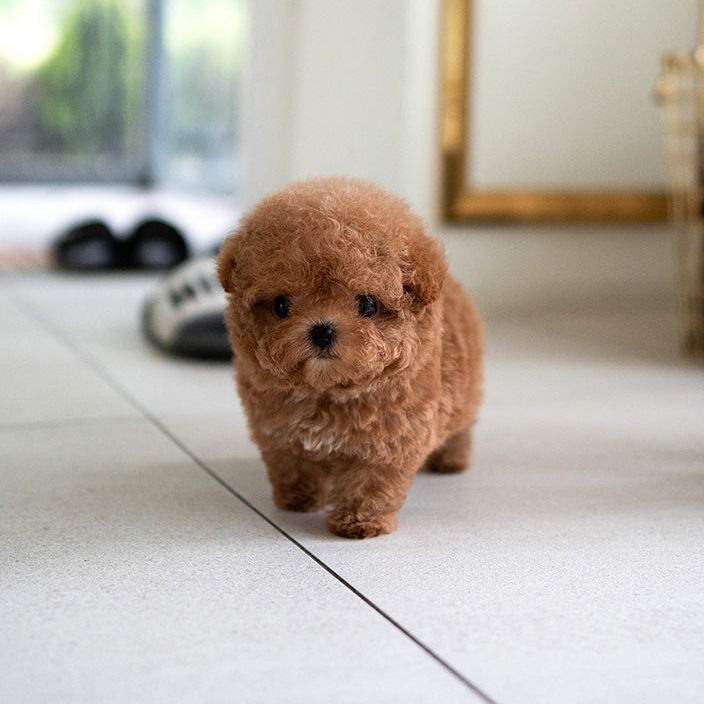 Oliver Poodle puppy