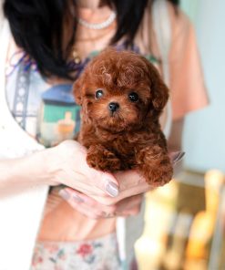 What to ask when adopting a puppy in the USA