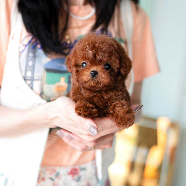 What to ask when adopting a puppy in the USA