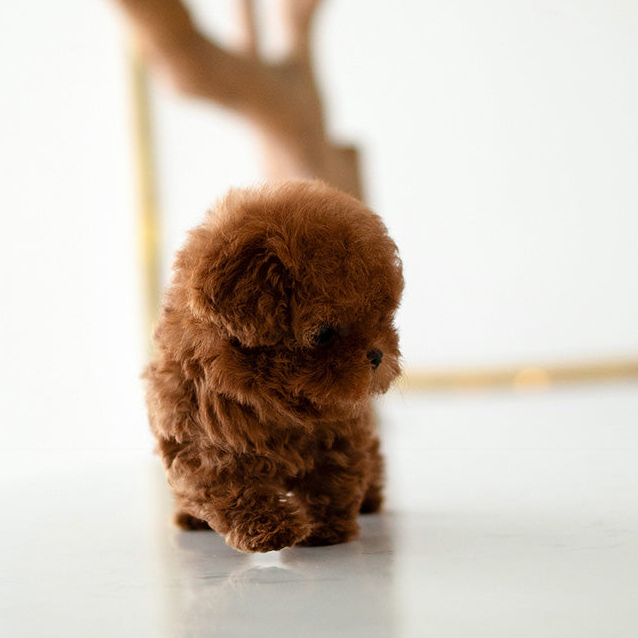 Milo Poodle puppy - Image 4