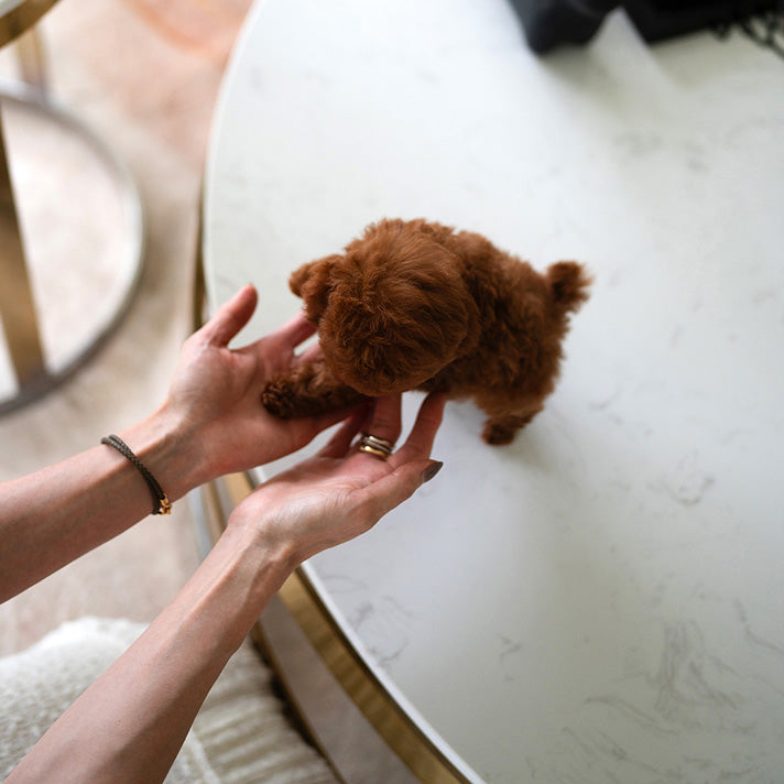 Charlie Poodle puppy - Image 4
