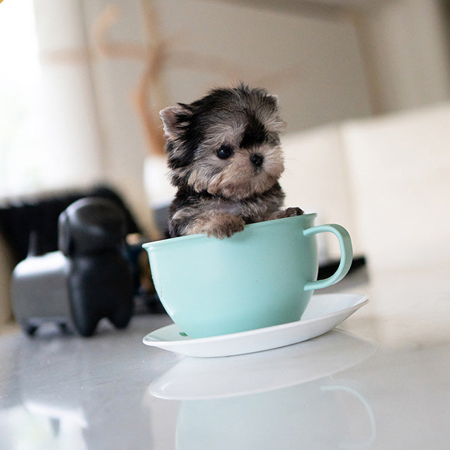 Kayla Yorkie puppy - Image 4