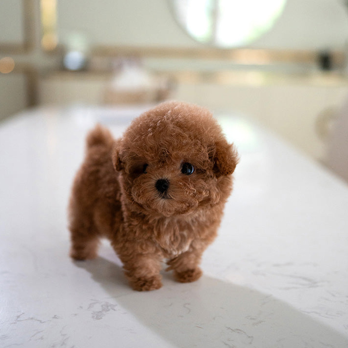 Oliver Poodle puppy - Image 4
