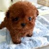 Rosie Poodle puppy