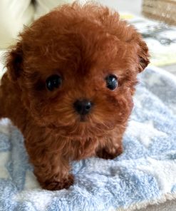 Rosie Poodle puppy