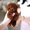 Buy a healthy Max Poodle Puppy