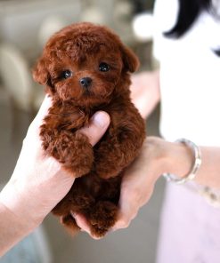 Buy a healthy Max Poodle Puppy