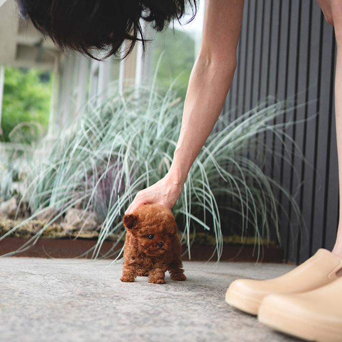 Bella Poodle Puppy - Image 4