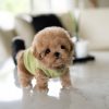 Anna Poodle Puppy