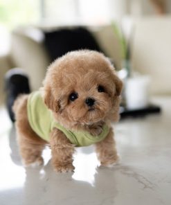 Anna Poodle Puppy