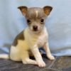 Gabriella Chihuahua Puppy