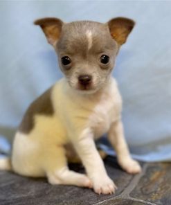 Gabriella Chihuahua Puppy