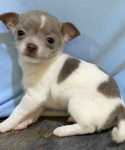 Alternative view of Gabriella Chihuahua Puppy