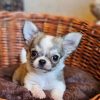 Frankie Chihuahua Puppy 