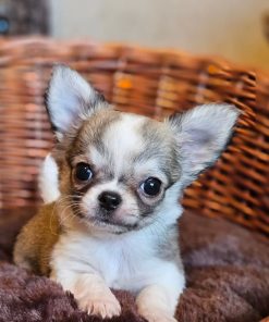Frankie Chihuahua Puppy 