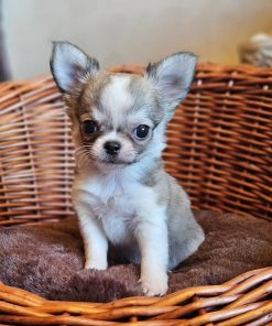Alternative view of Frankie Chihuahua Puppy 