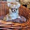 Jadis Chihuahua Puppy