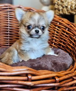 Jadis Chihuahua Puppy
