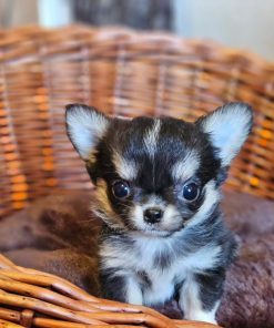 Alternative view of Leisel Chihuahua Puppy