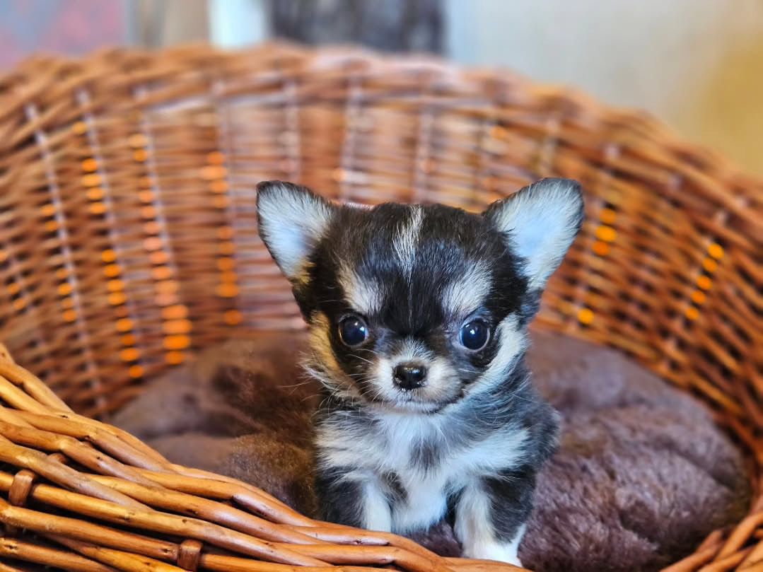 Leisel Chihuahua Puppy - Image 2