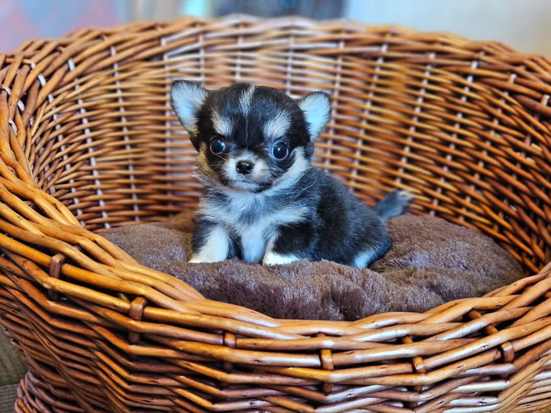 Leisel Chihuahua Puppy - Image 3