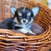 Leisel Chihuahua Pupp