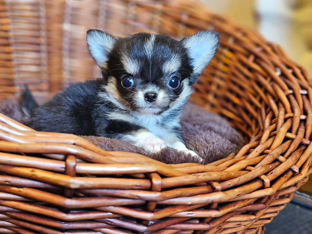 Leisel Chihuahua Pupp