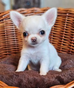 Alternative view of Lago Chihuahua Puppy