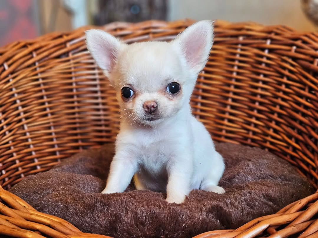 Lago Chihuahua Puppy - Image 2