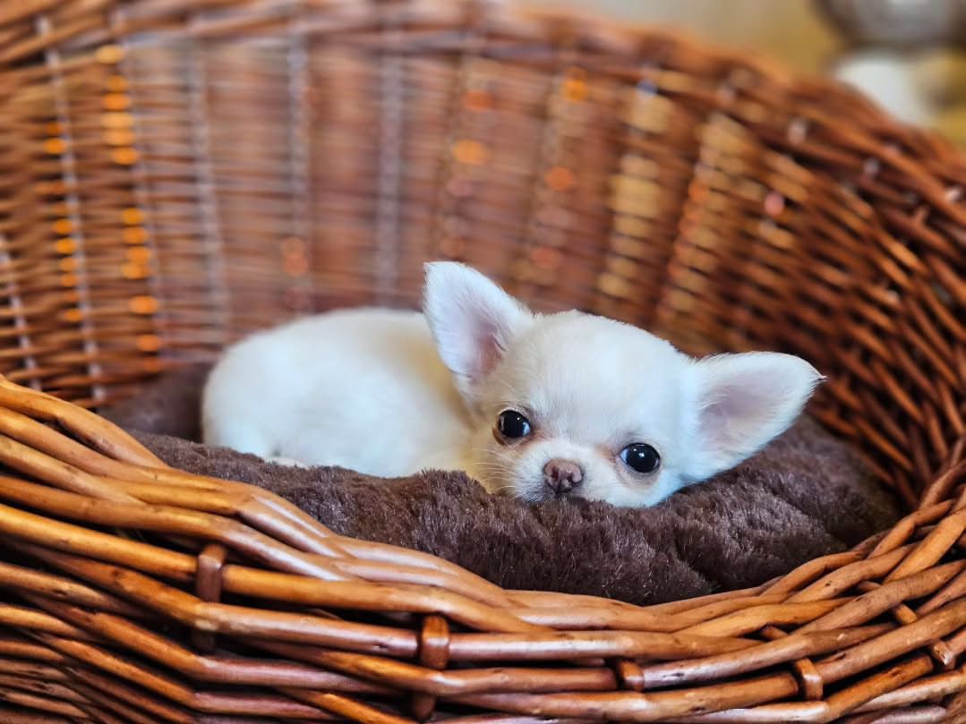 Lago Chihuahua Puppy - Image 3