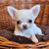 Lago Chihuahua Puppy