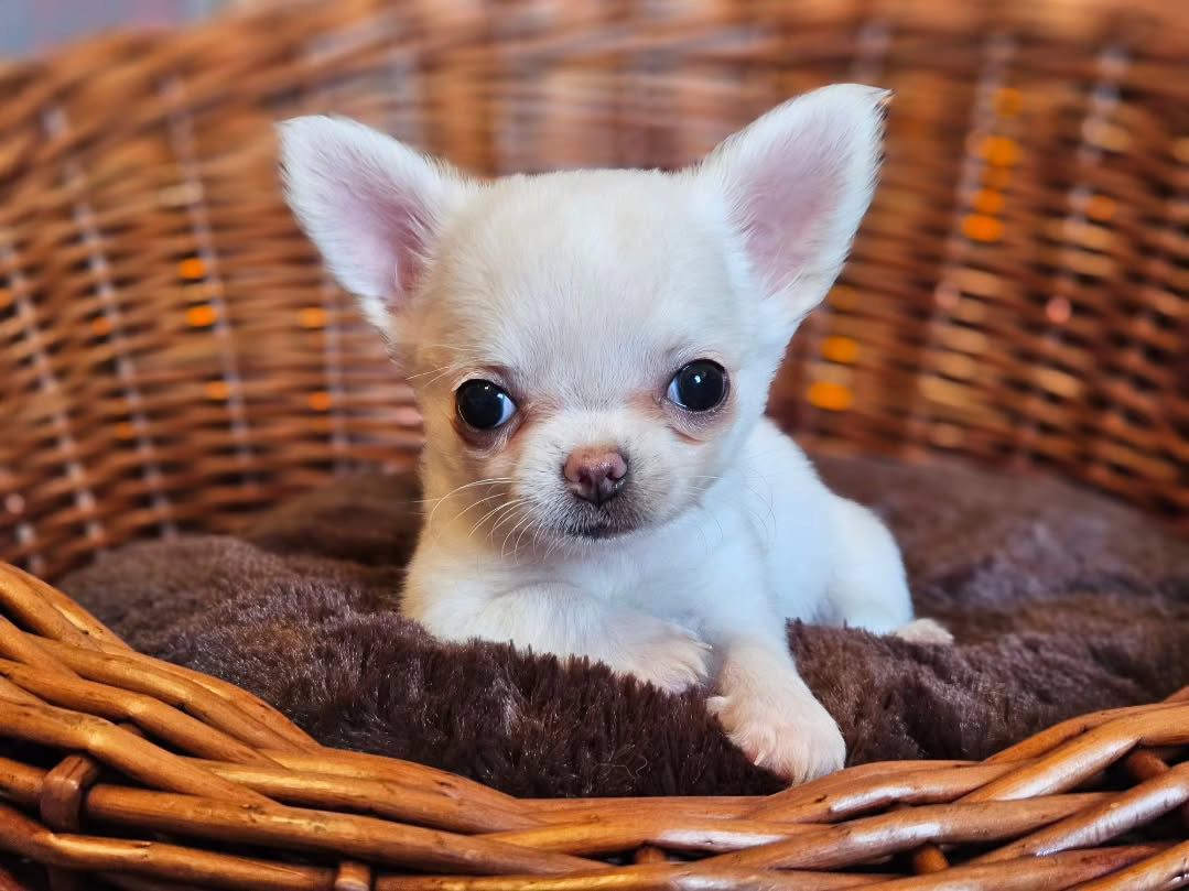 Lago Chihuahua Puppy