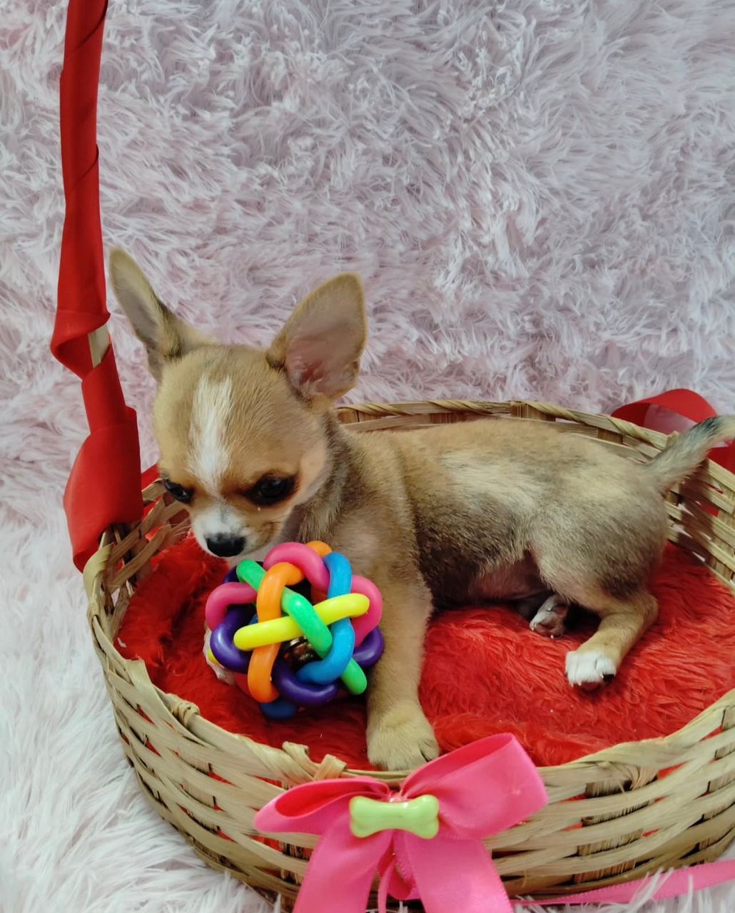 Issac Chihuahua Puppy - Image 4
