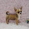 Issac Chihuahua Puppy