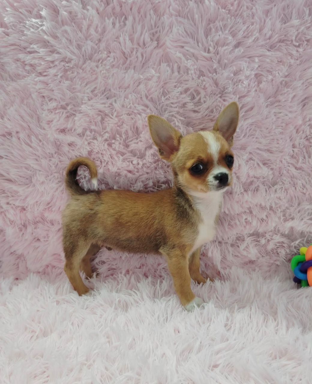 Issac Chihuahua Puppy