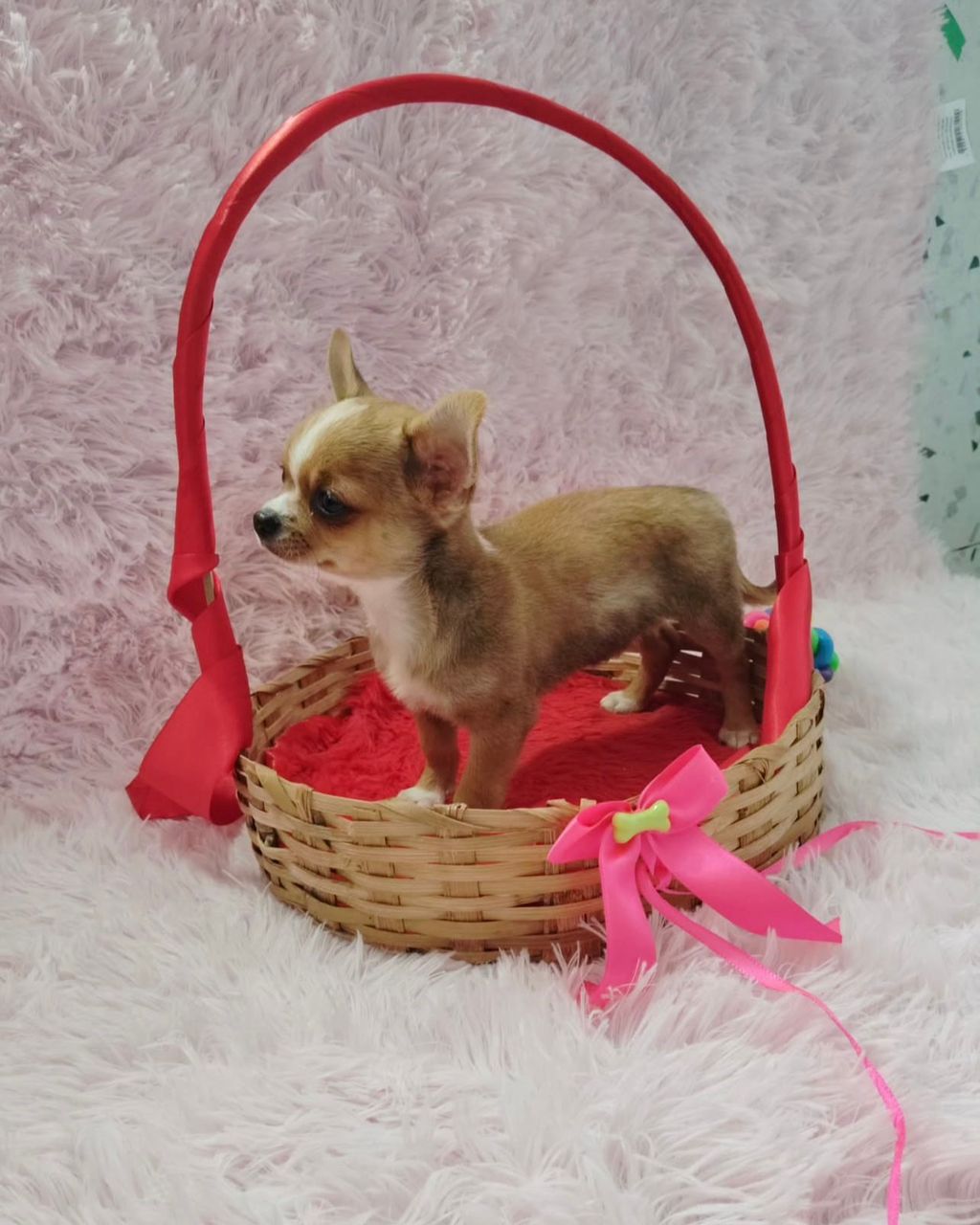 Issac Chihuahua Puppy - Image 3